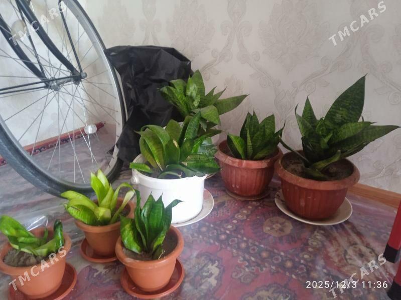 güller - Büzmeýin - img 6