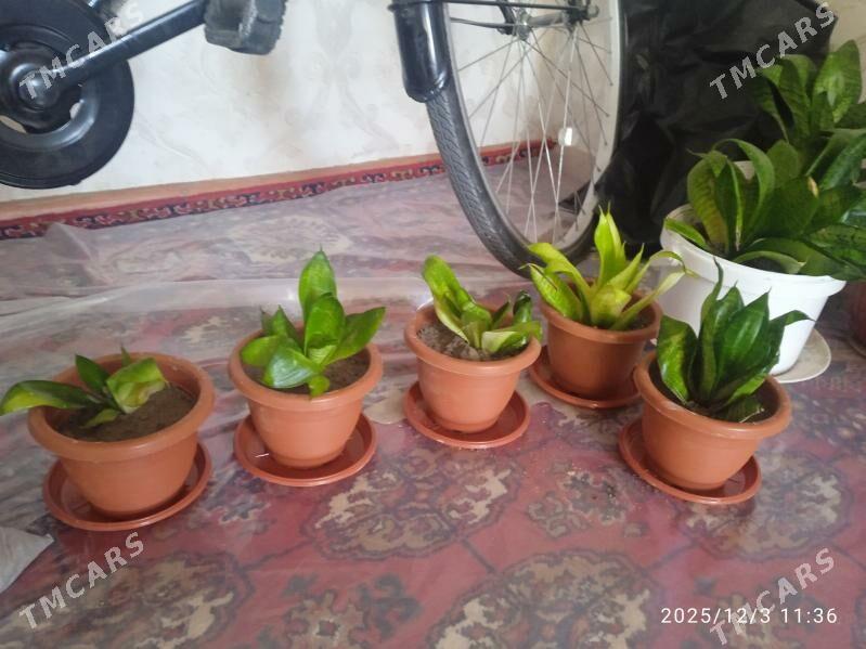 güller - Büzmeýin - img 1