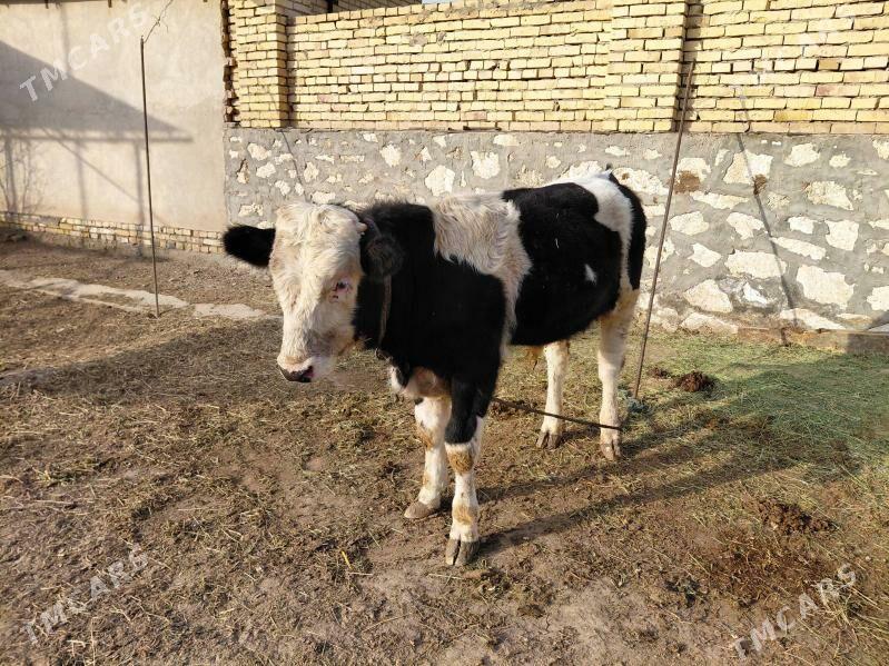 Ala okuzce - Керки - img 3