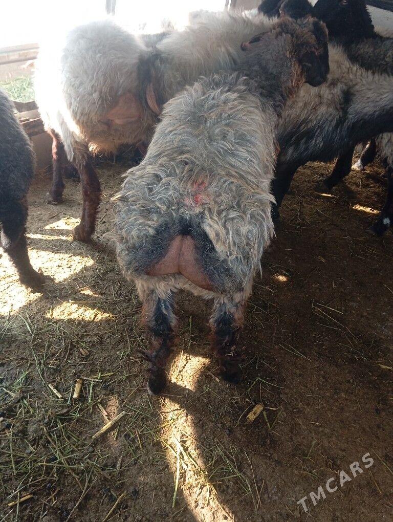 issek tokly - Aşgabat - img 2