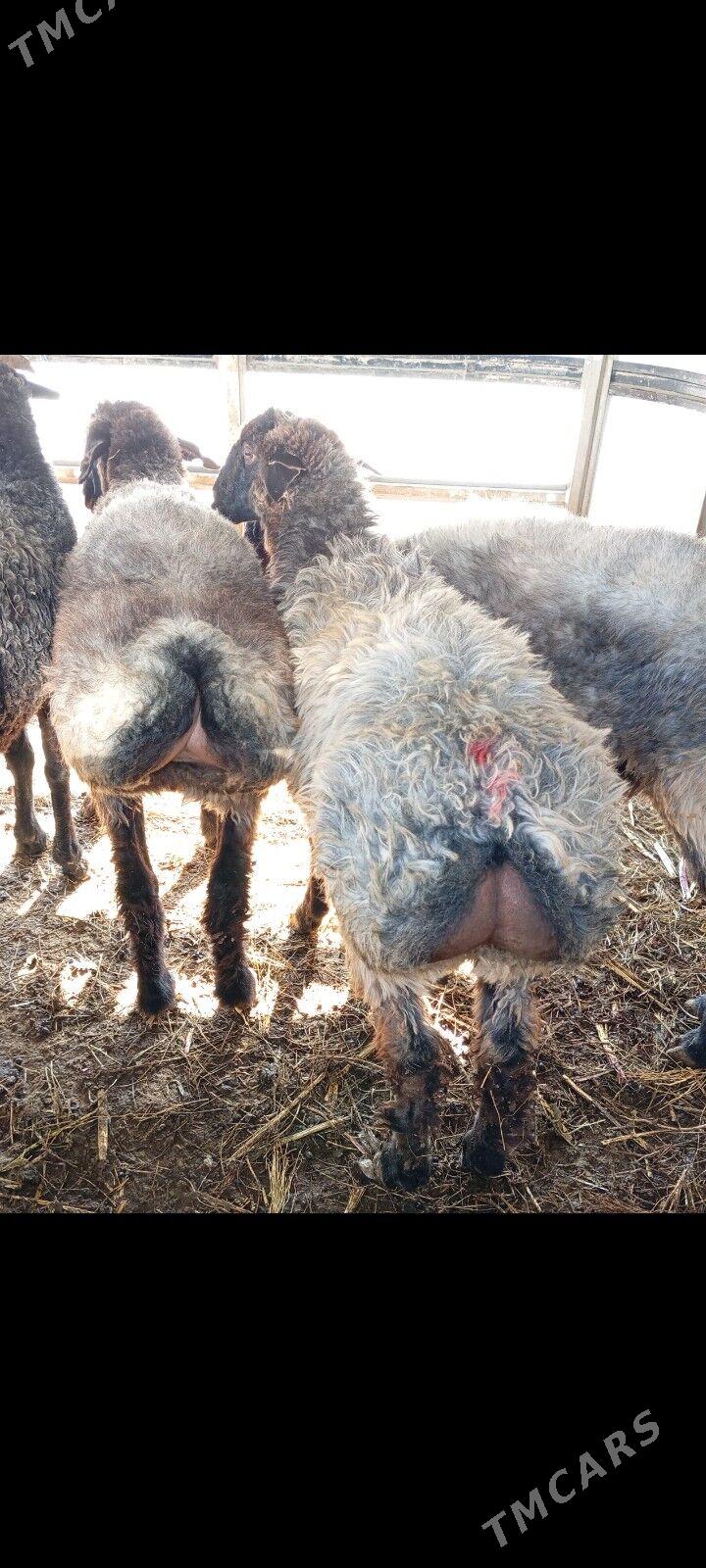 issek tokly - Aşgabat - img 4