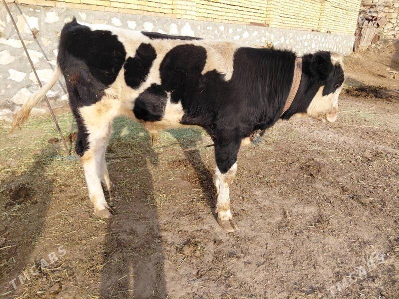 Ala okuzce - Керки - img 5