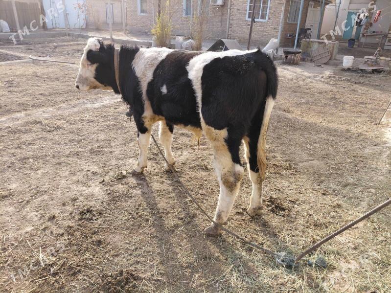 Ala okuzce - Керки - img 4