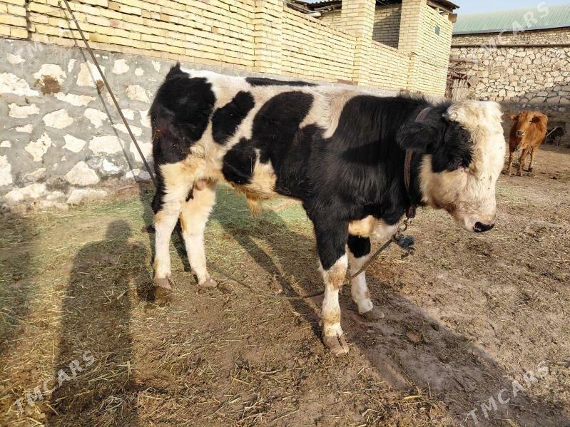 Ala okuzce - Керки - img 2