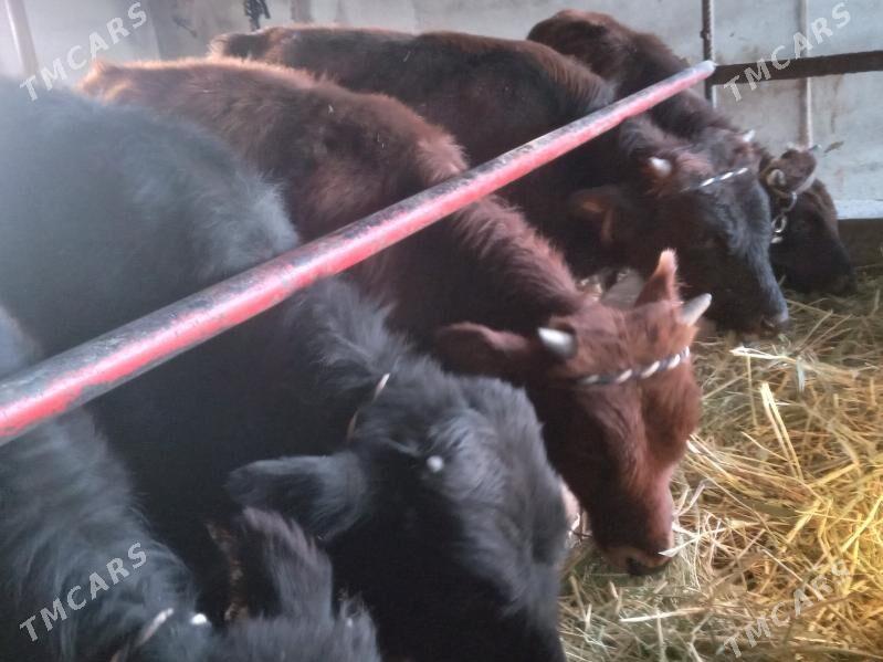 uly okizler - Büzmeýin - img 3