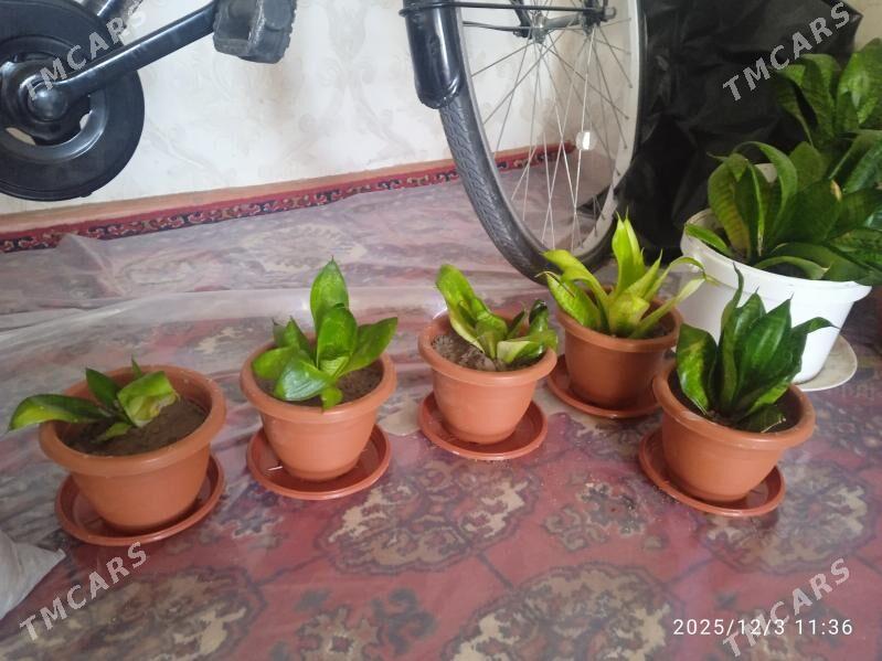 güller - Büzmeýin - img 2