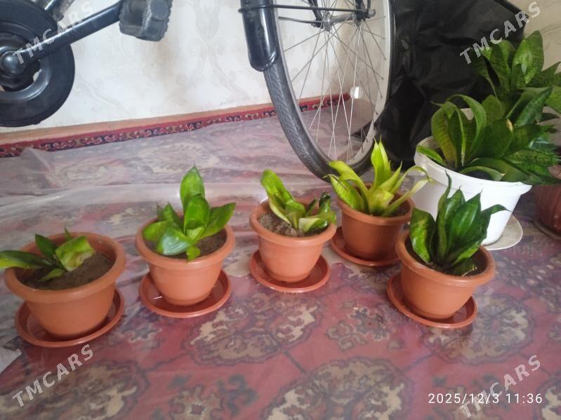 güller - Büzmeýin - img 3