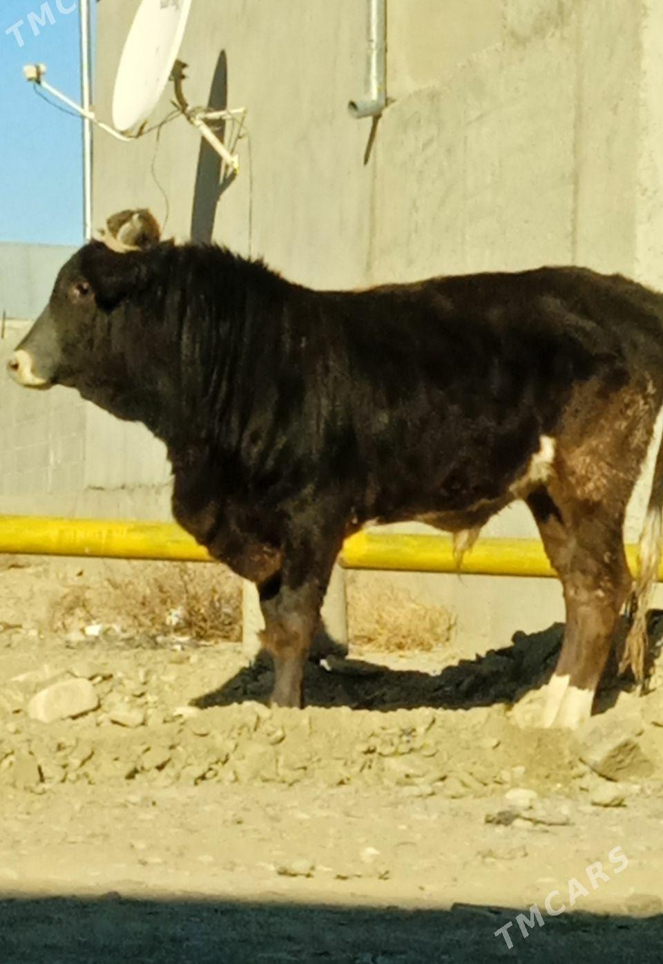 şiwes öküzler - Бахарден - img 1