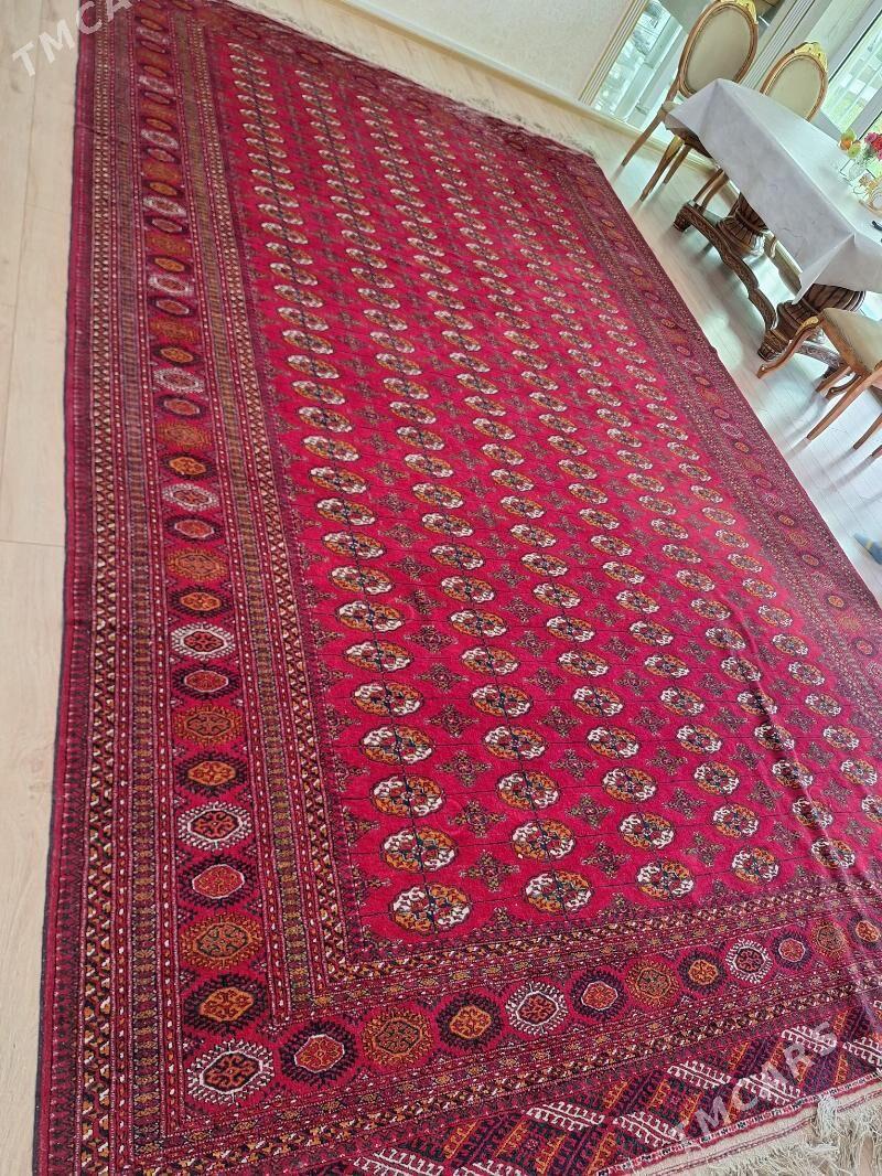 эл халы - Багир - img 2