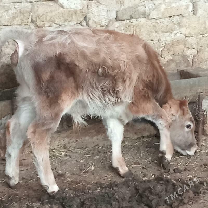 Tohum okuzce - Gyzylarbat - img 2