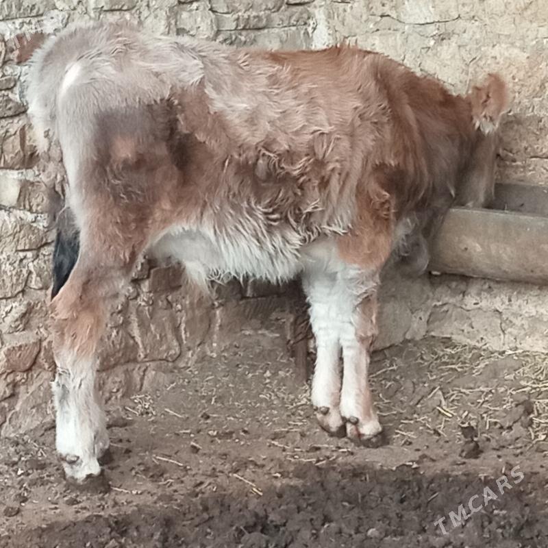 Tohum okuzce - Gyzylarbat - img 3