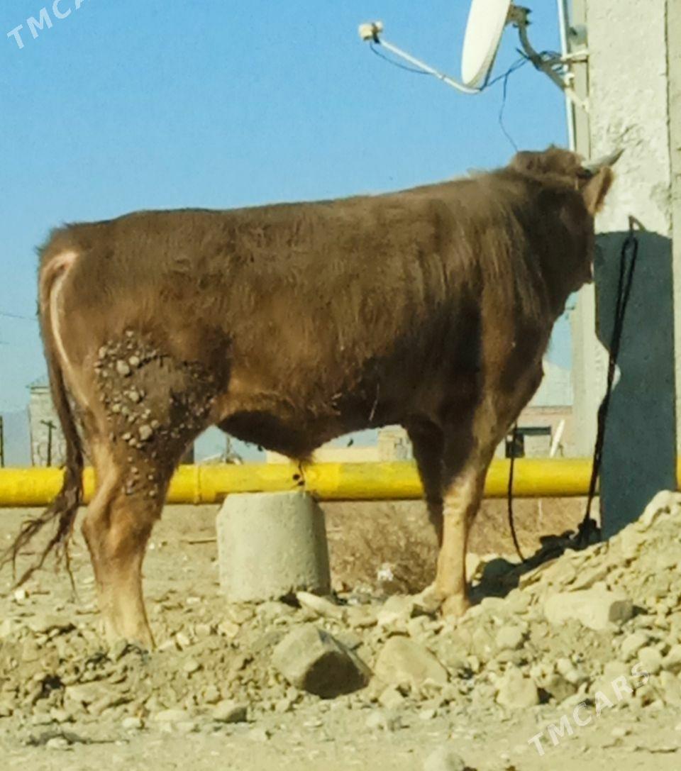 şiwes öküzler - Бахарден - img 3