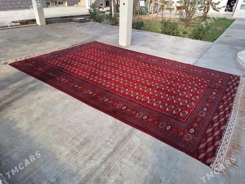 эл халы - Багир - img 4