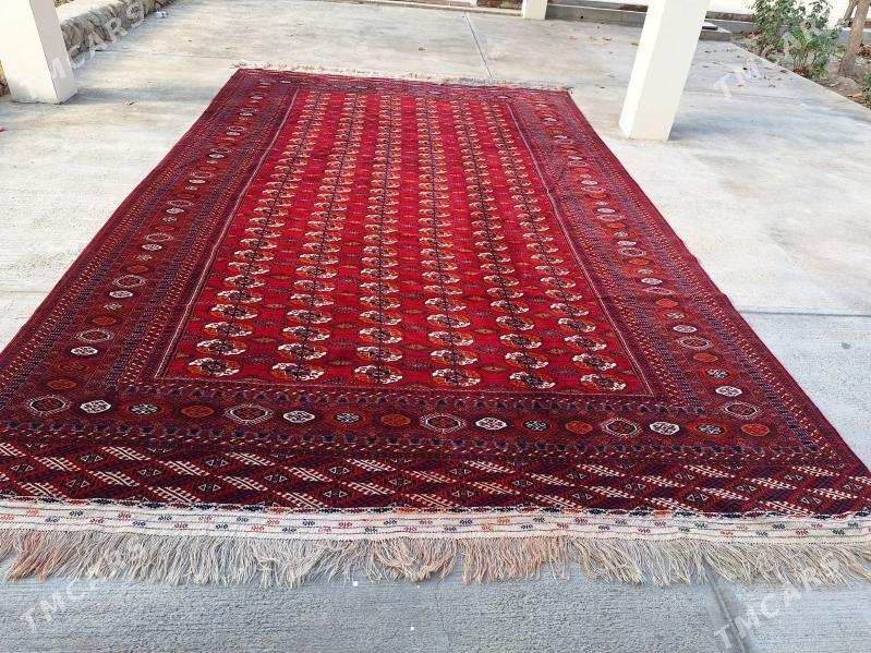 эл халы - Багир - img 5