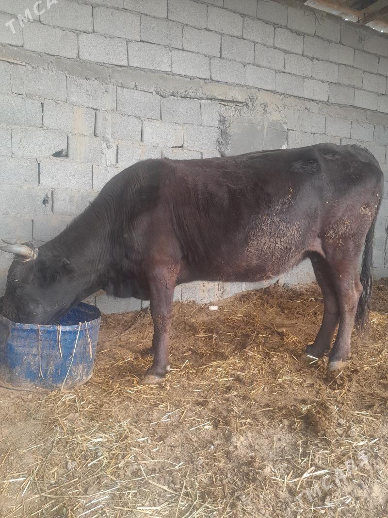 Gysyr sygyr - Гёкдепе - img 2