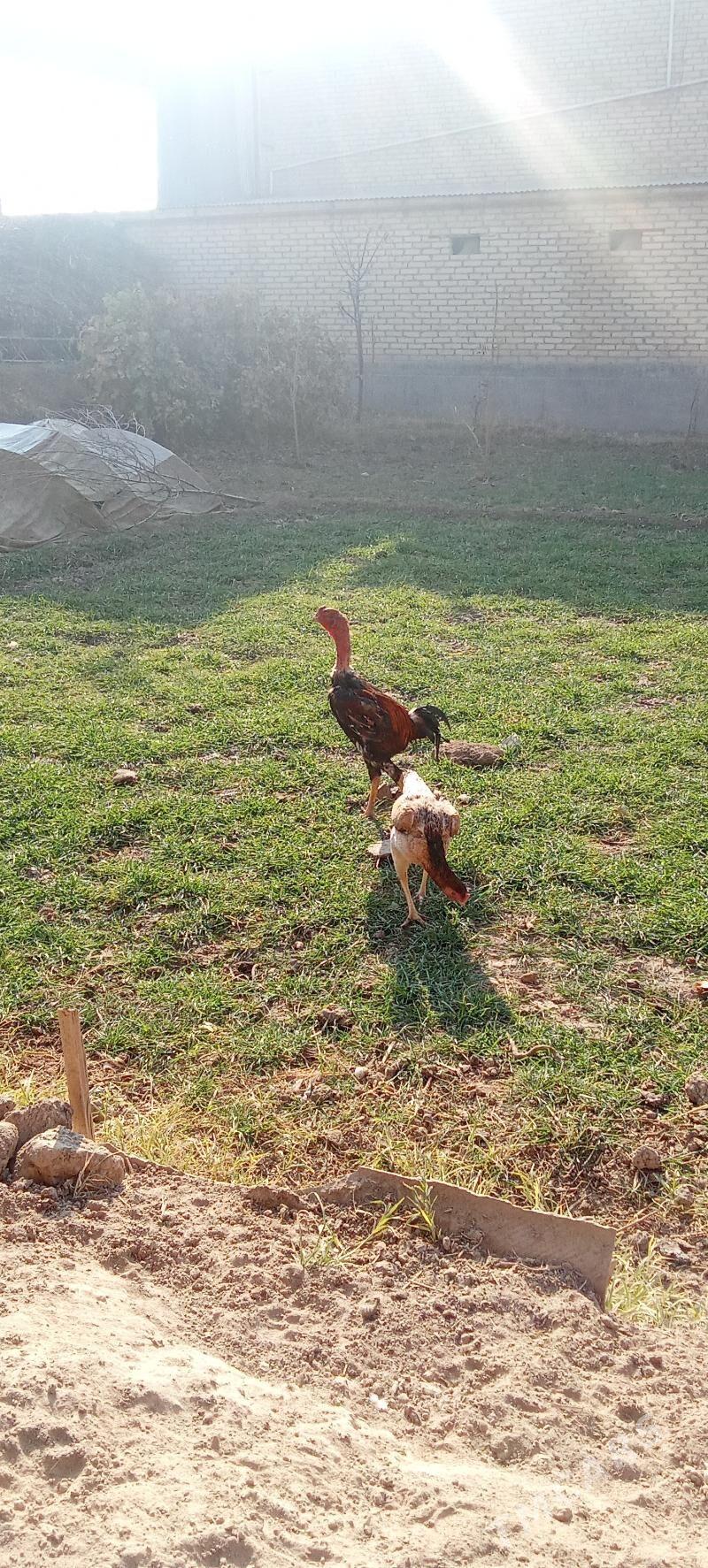 Baysow horaz - Çärjew - img 3