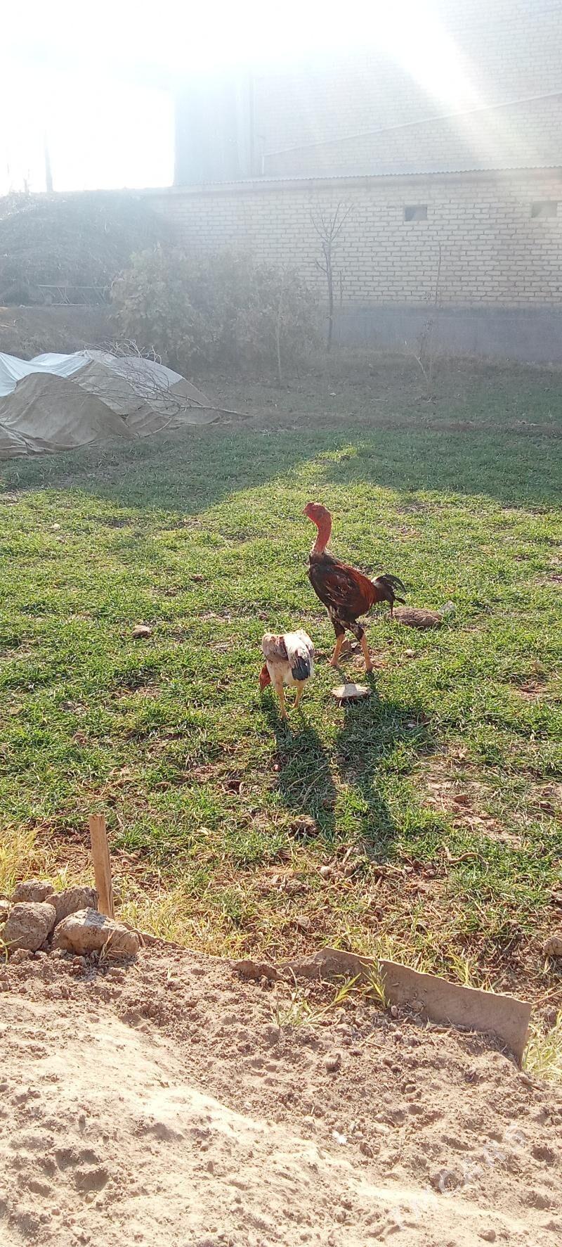 Baysow horaz - Çärjew - img 2