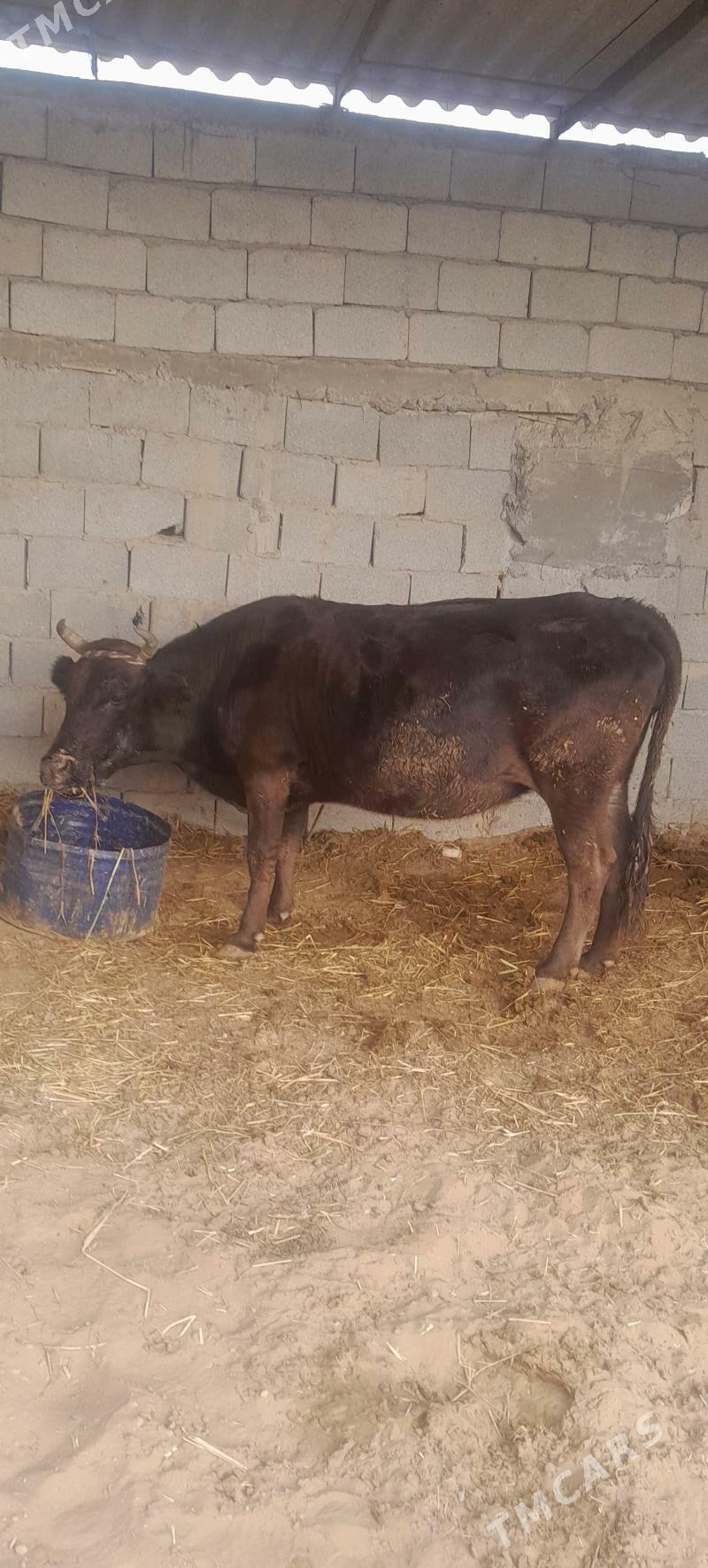 Gysyr sygyr - Гёкдепе - img 4