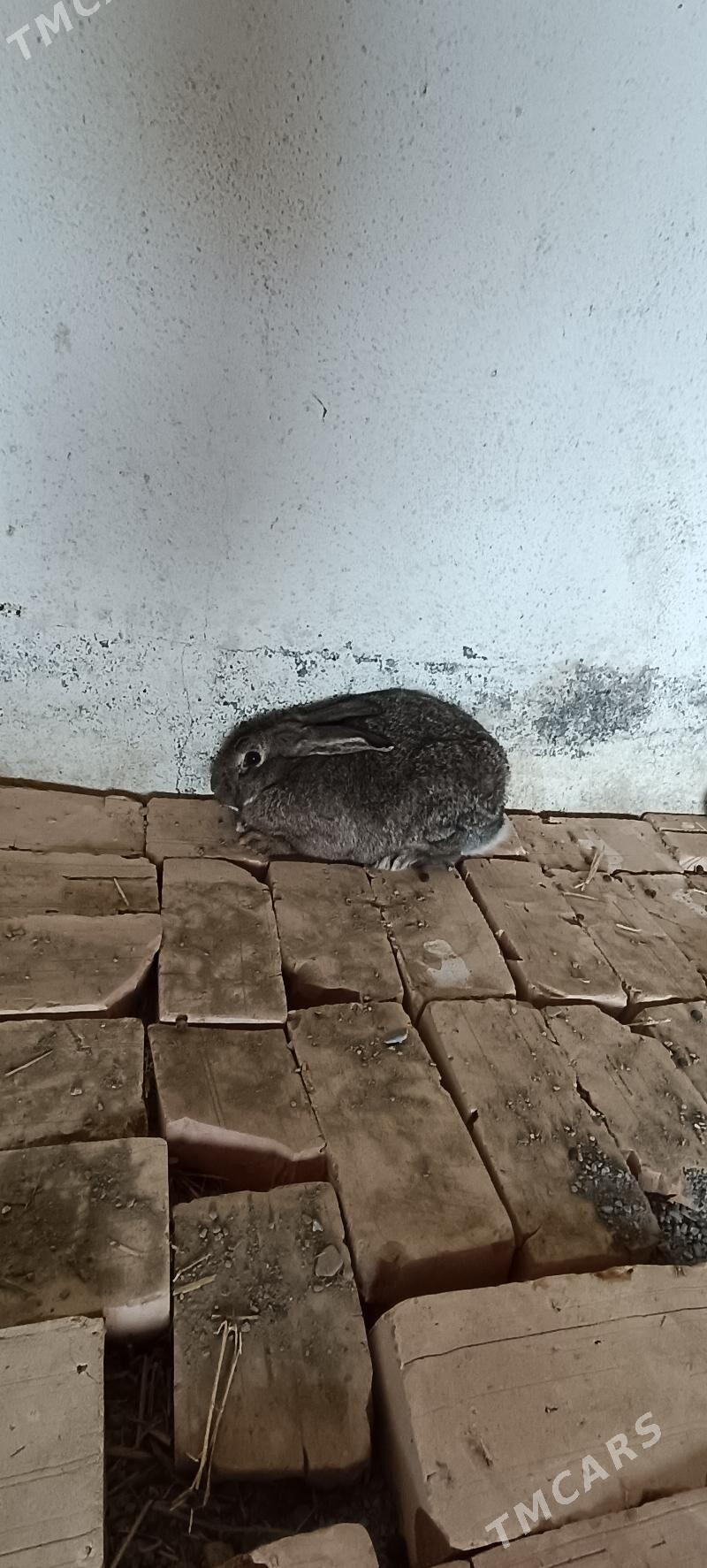 towşan кролики - Гёкдепе - img 2