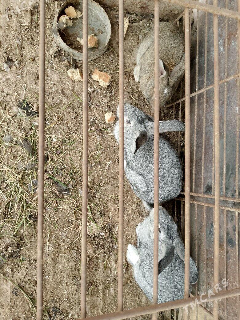 TOWSAN - Tejen - img 3