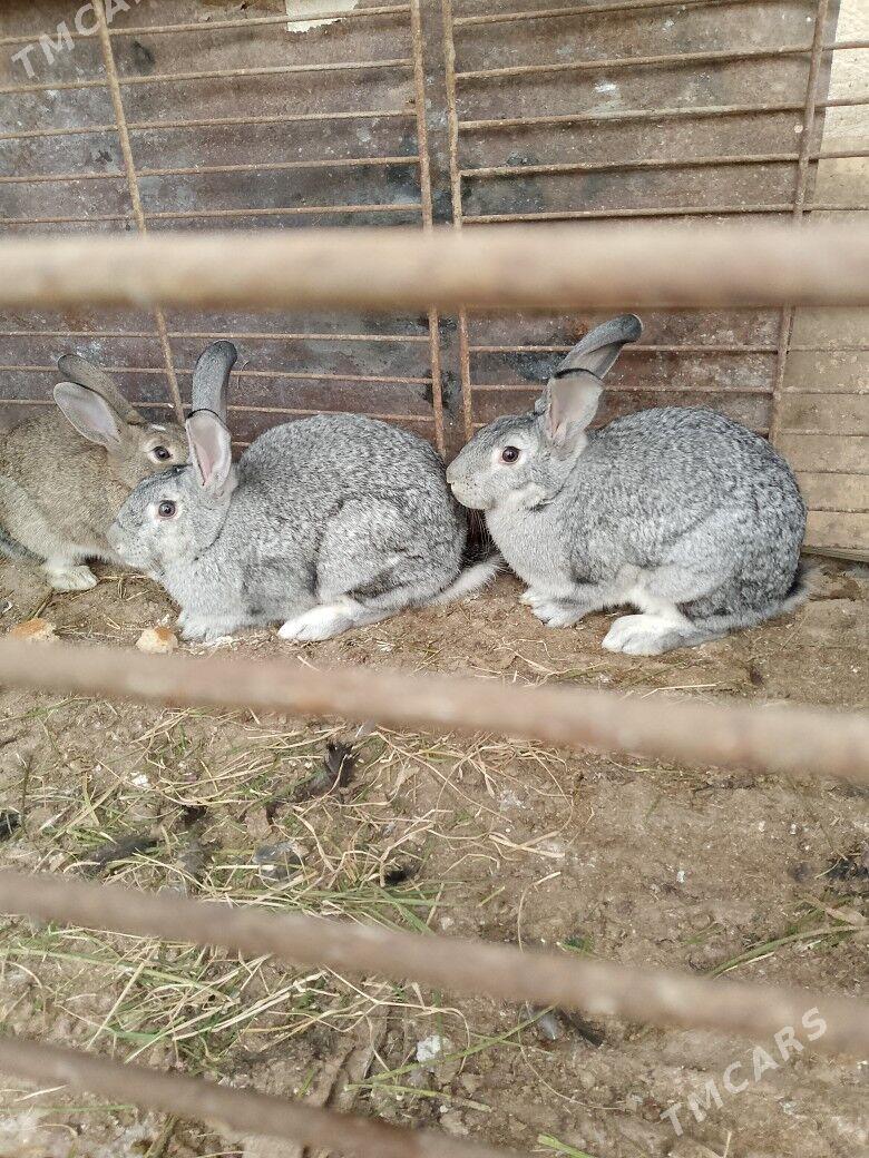 TOWSAN - Tejen - img 2