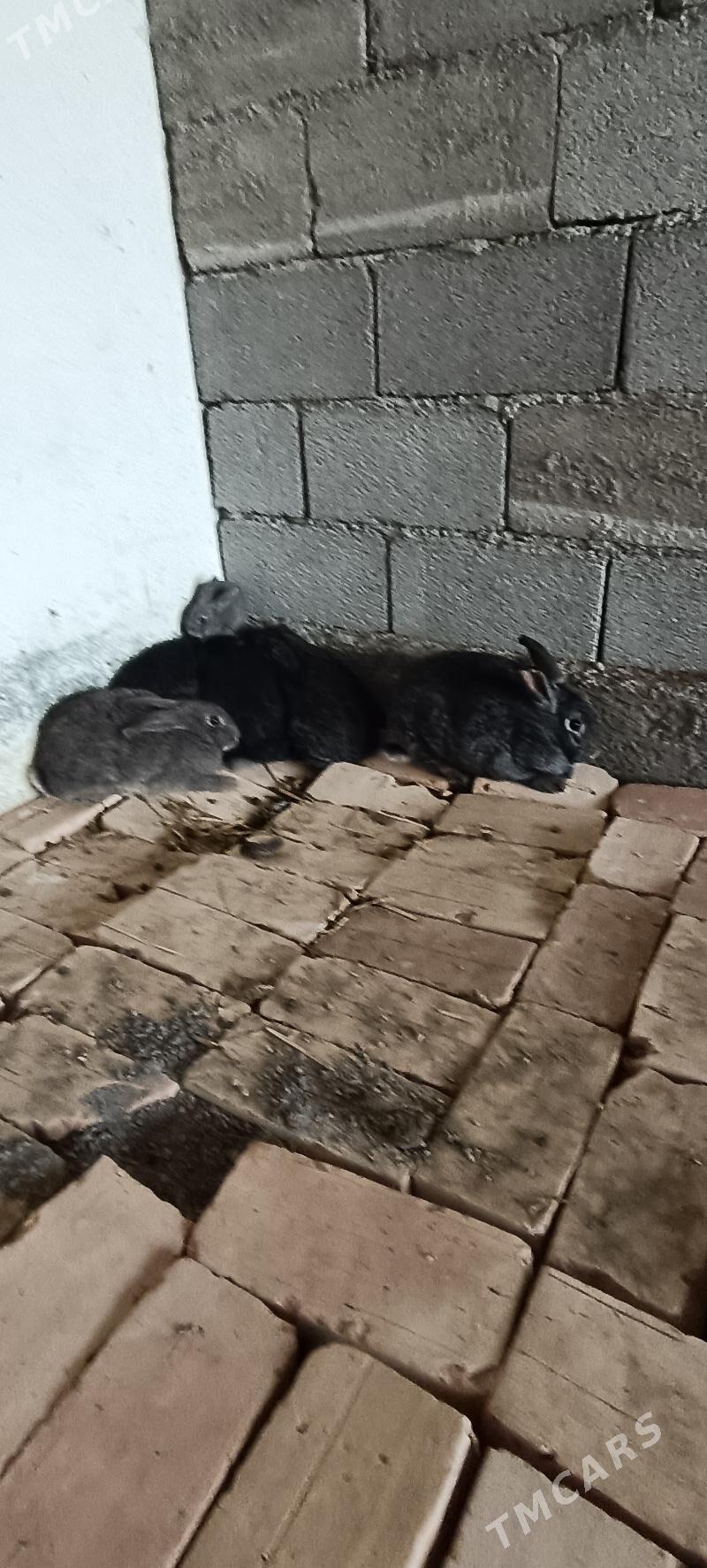 towşan кролики - Гёкдепе - img 3