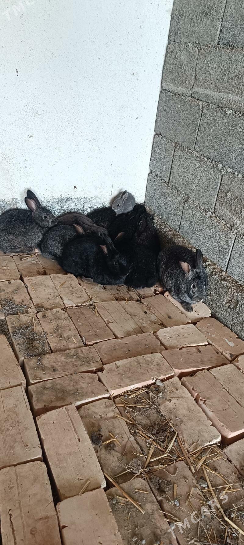 towşan кролики - Гёкдепе - img 4