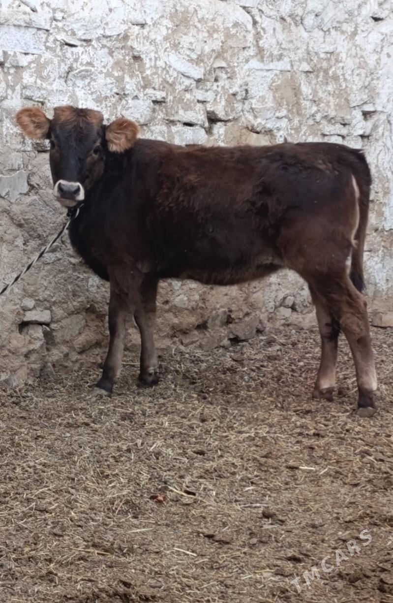 Tohum Tüwe - Гёкдепе - img 2