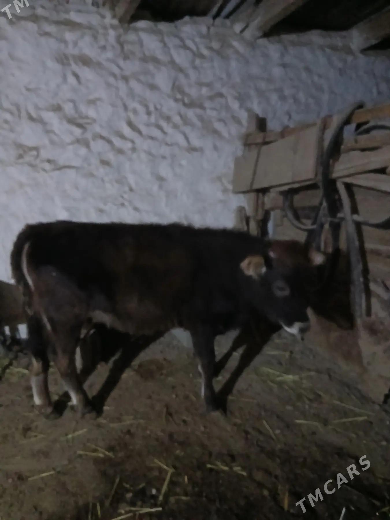 sygyr suytli Golesi bilen - Bereket - img 3