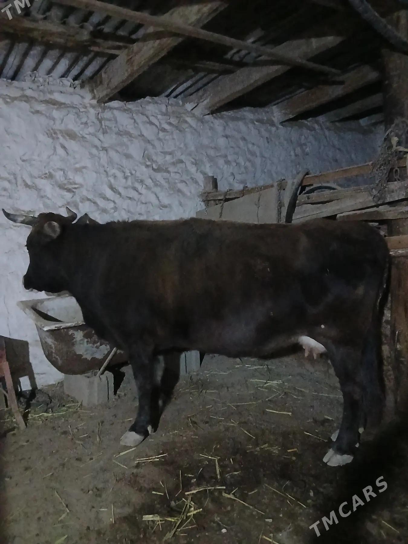 sygyr suytli Golesi bilen - Bereket - img 2