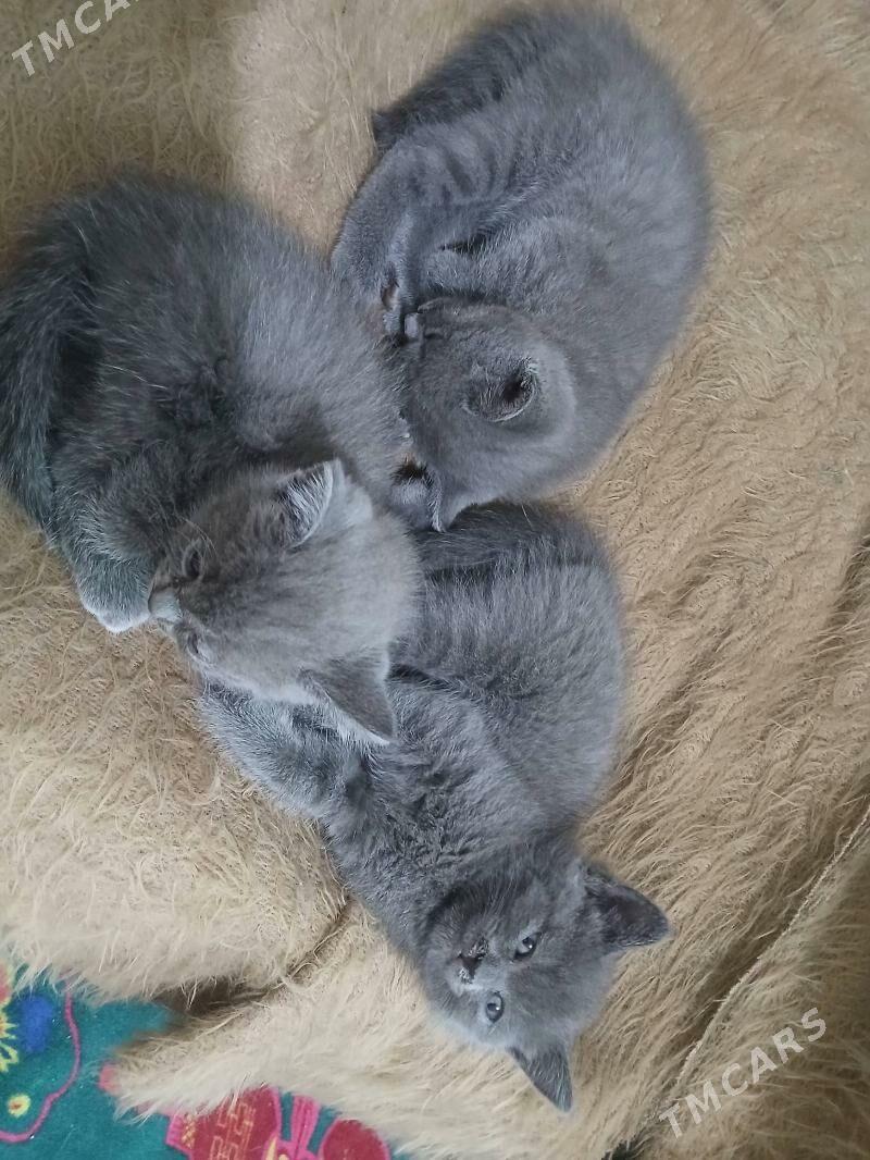 котята - Дашогуз - img 3