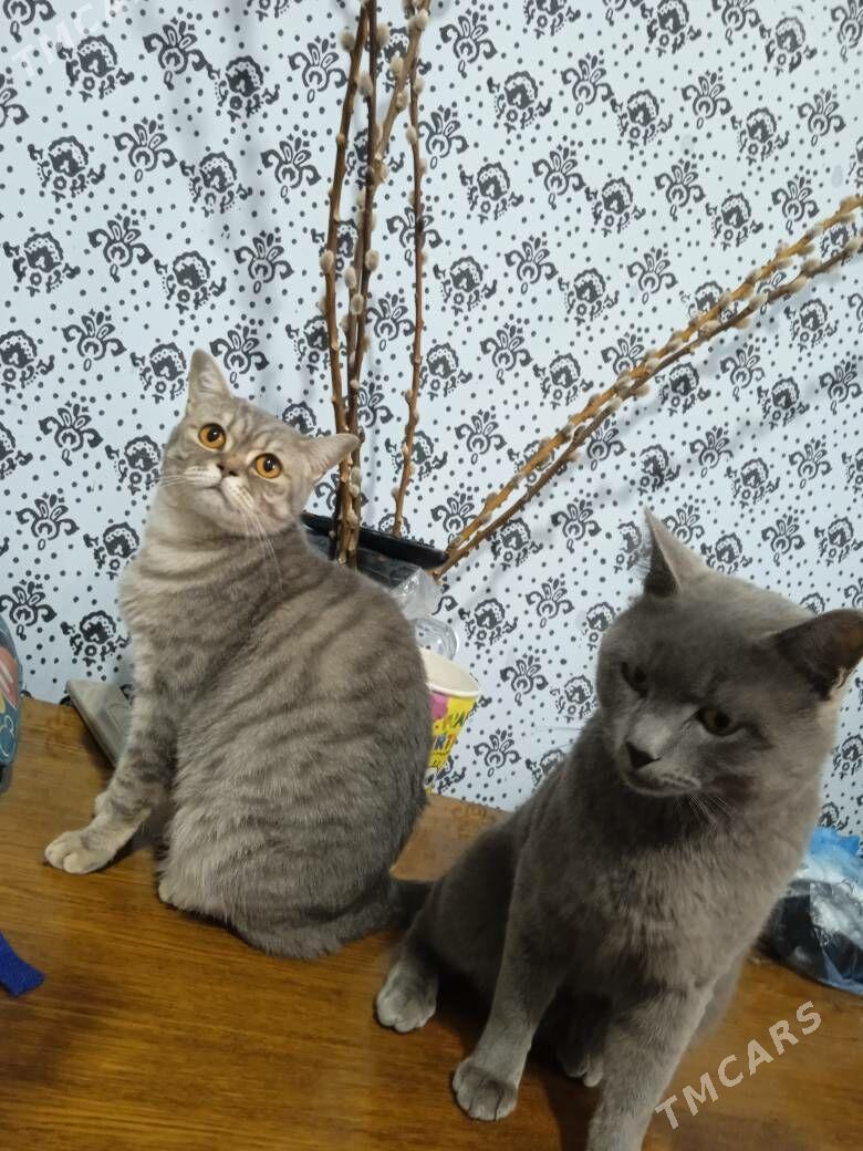 котята - Дашогуз - img 2