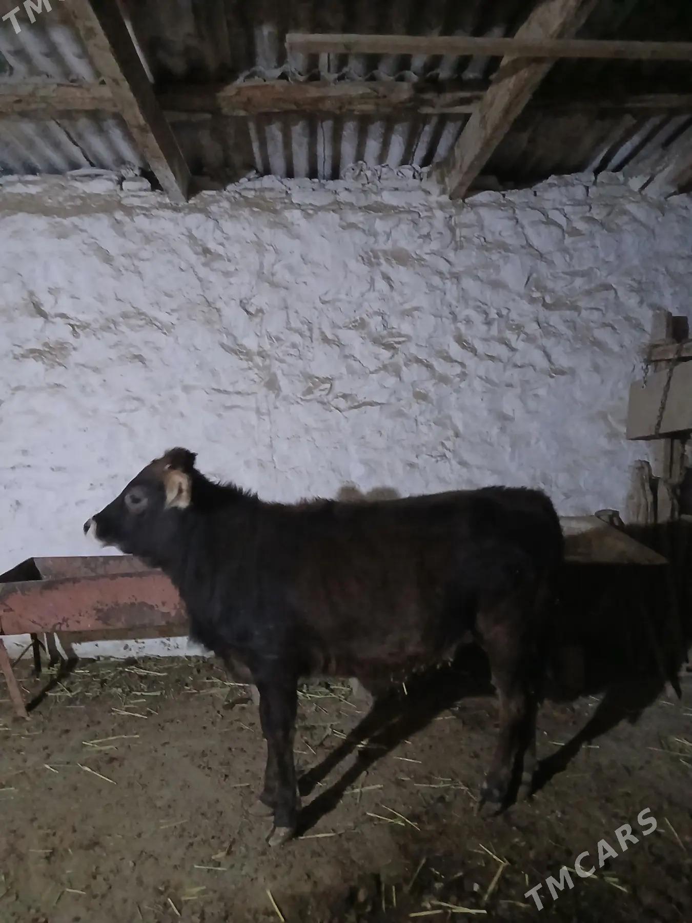 sygyr suytli Golesi bilen - Bereket - img 5