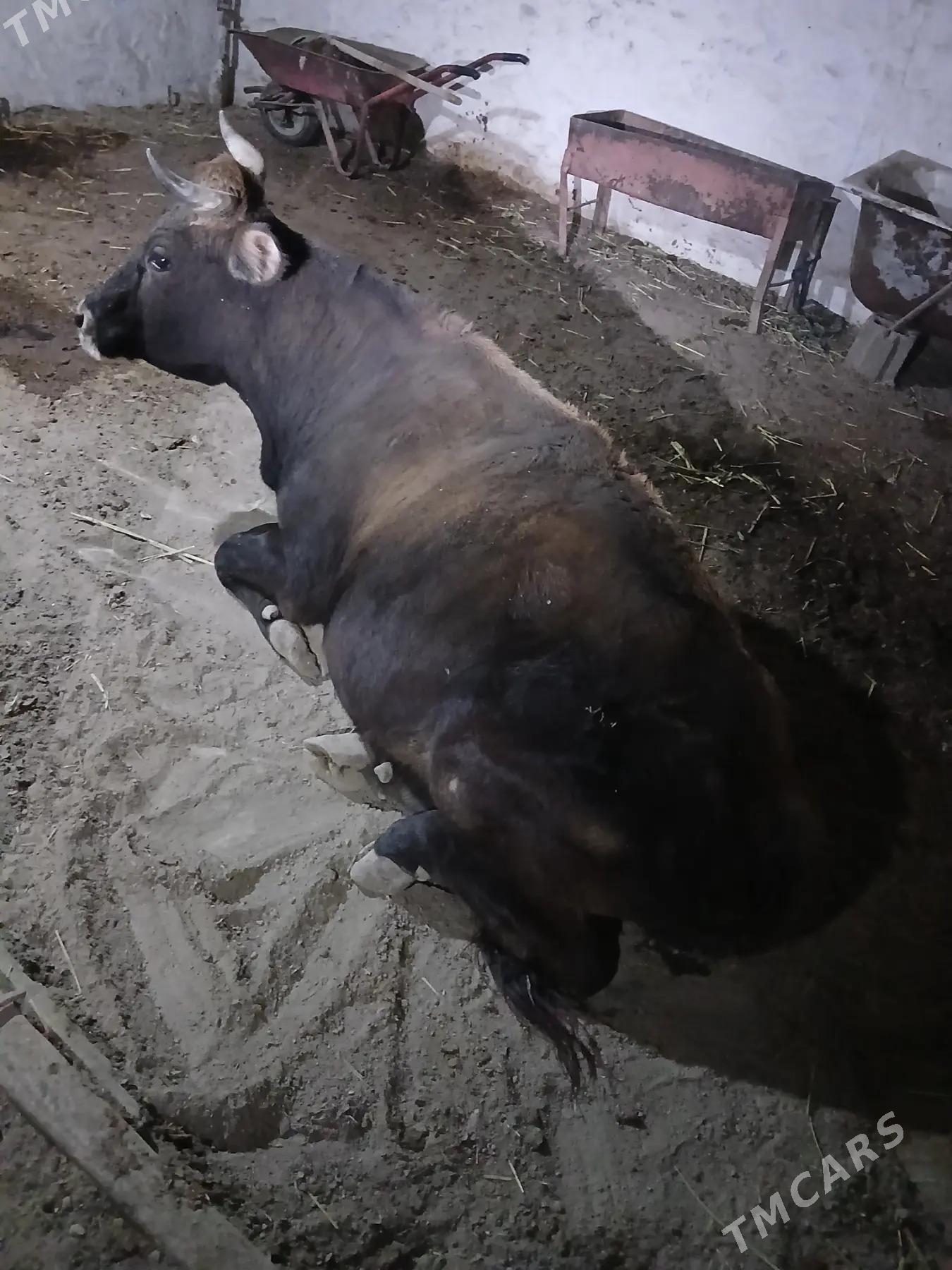 sygyr suytli Golesi bilen - Bereket - img 4