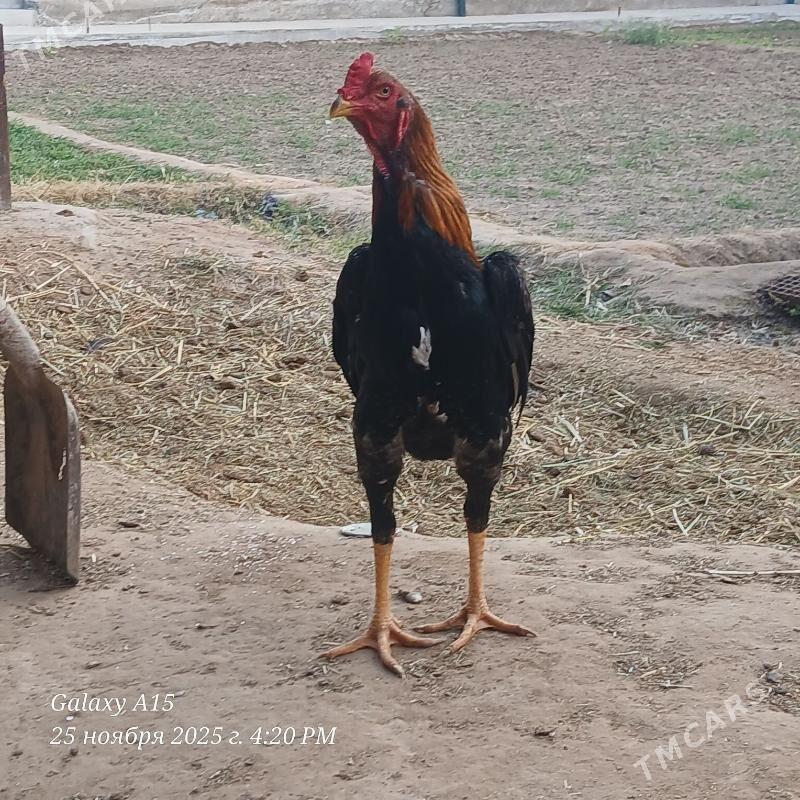 babay vs dusman - Дянев - img 2