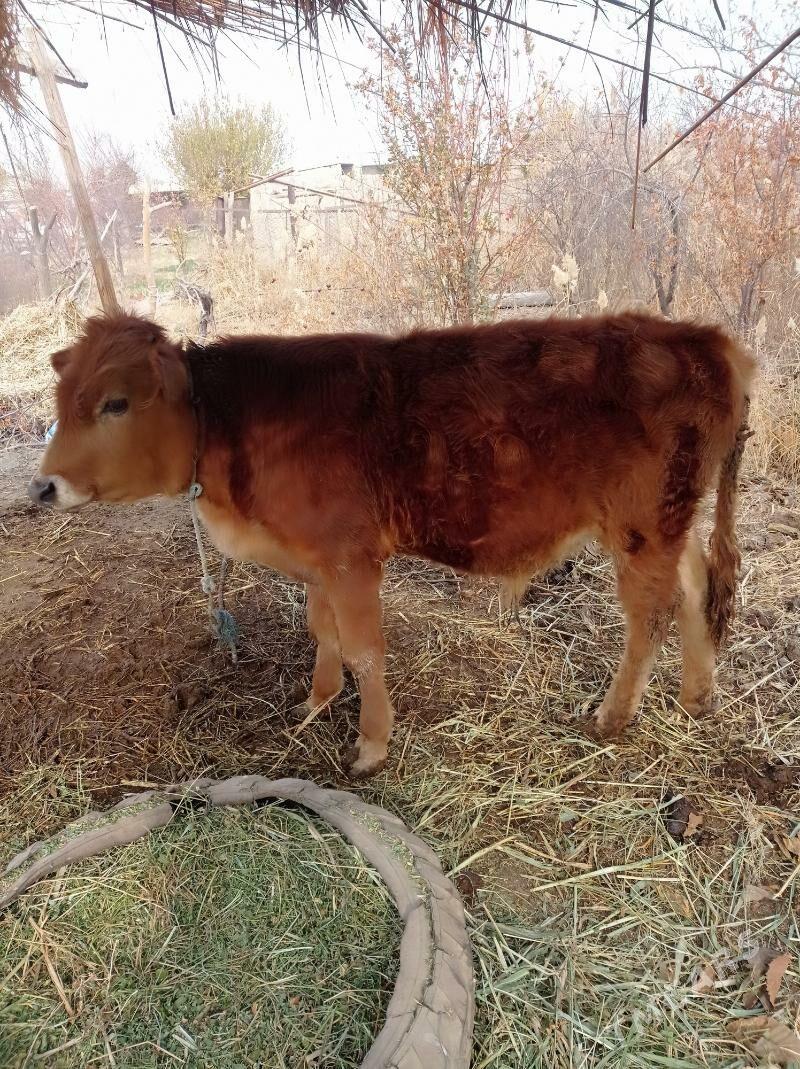 öküz - Фарап - img 2