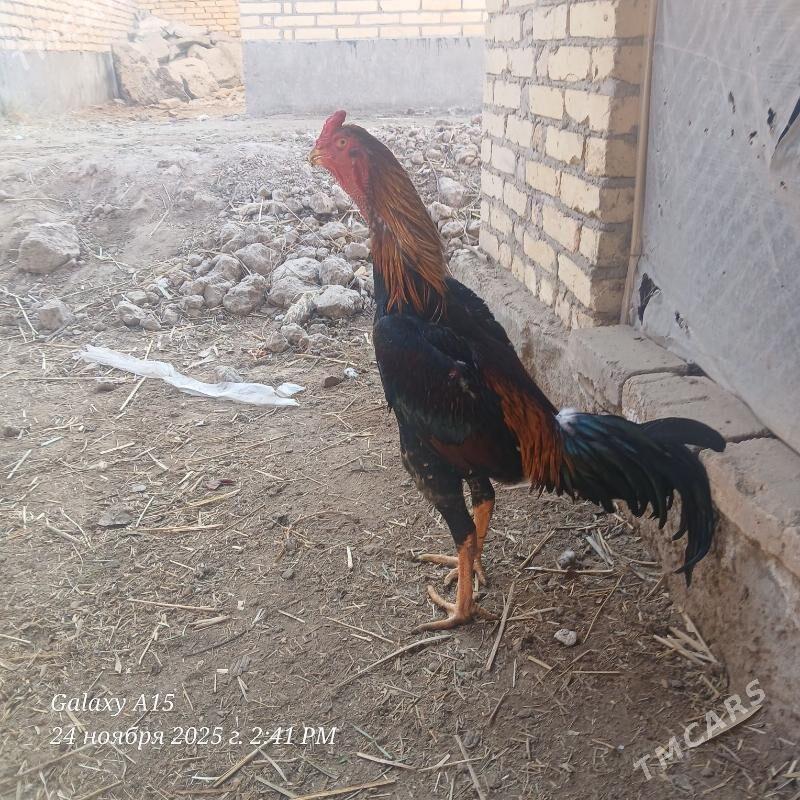 babay vs dusman - Дянев - img 4