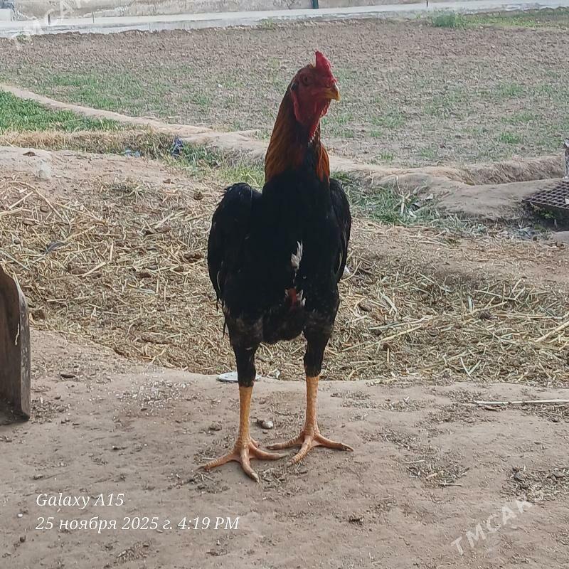 babay vs dusman - Дянев - img 3