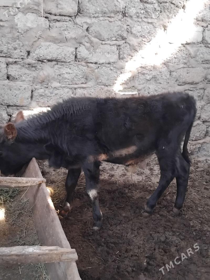 Okuz - Бузмеин ГРЭС - img 6