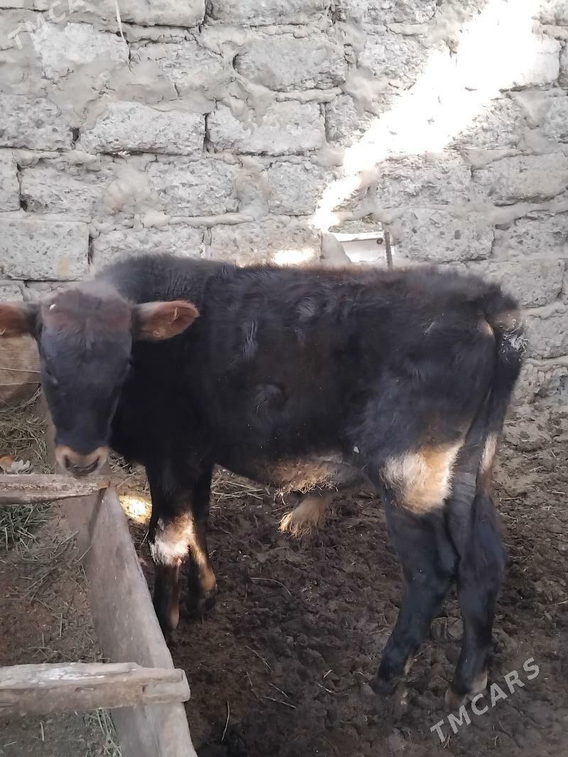 Okuz - Бузмеин ГРЭС - img 7