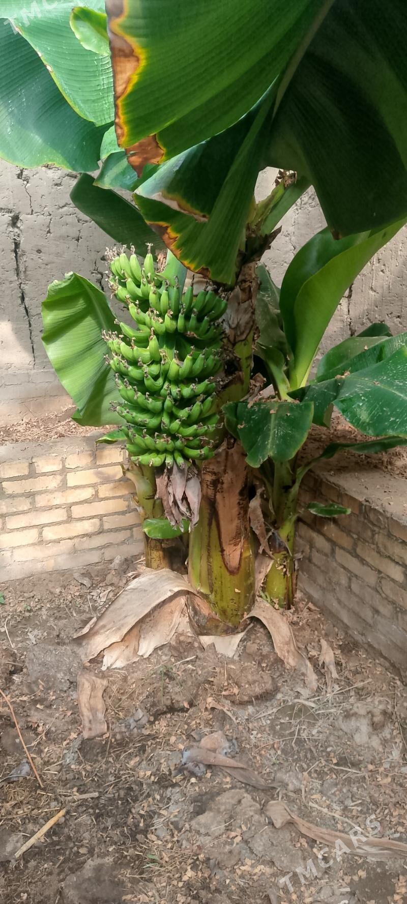 banan - Halaç - img 3