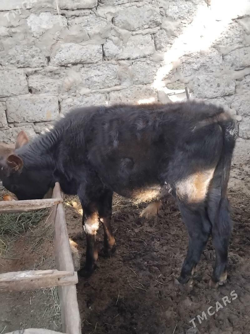 Okuz - Бузмеин ГРЭС - img 3