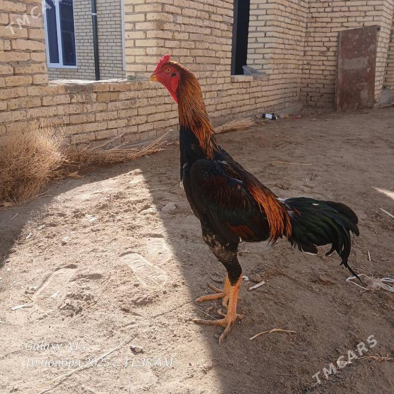 babay vs dusman - Дянев - img 5