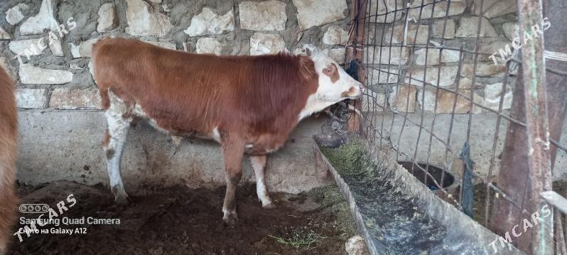 semental 10 ay - Gumdag - img 1