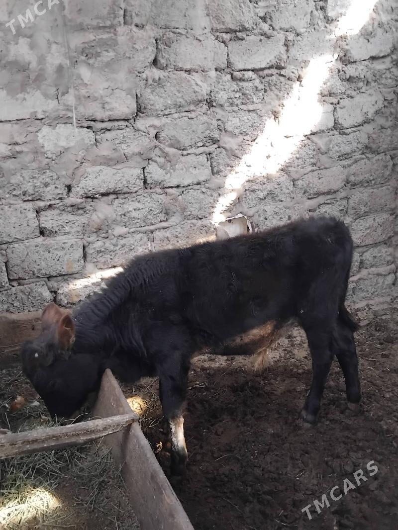 Okuz - Бузмеин ГРЭС - img 5