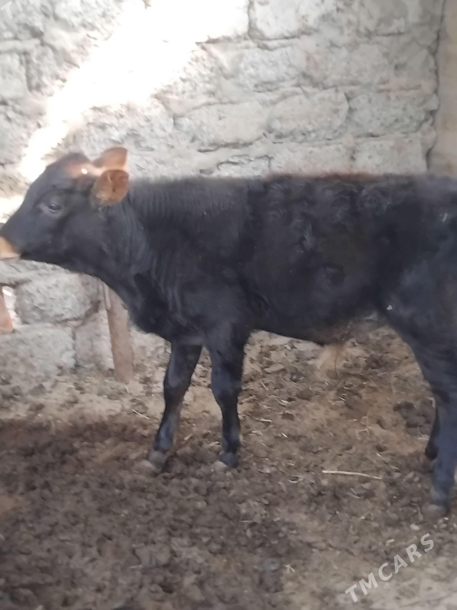 Okuz - Бузмеин ГРЭС - img 2