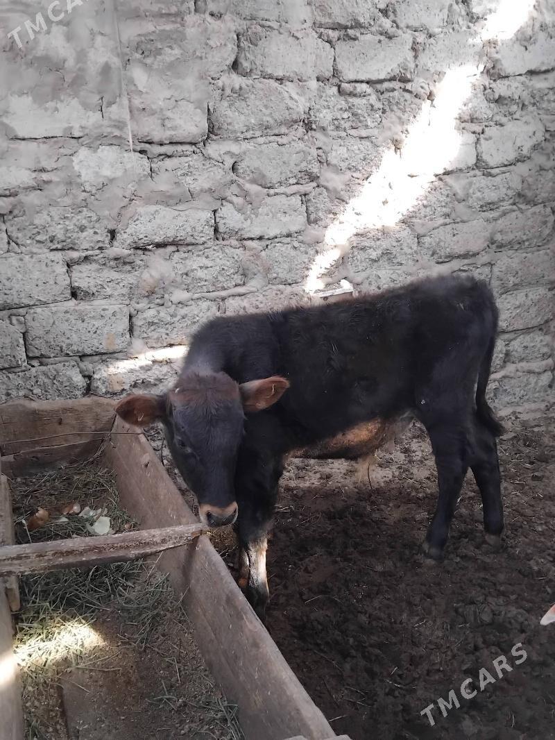 Okuz - Бузмеин ГРЭС - img 4