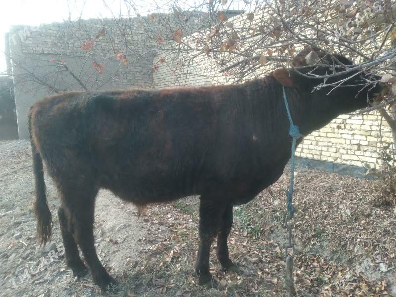 baklyk öküz - Çärjew - img 2