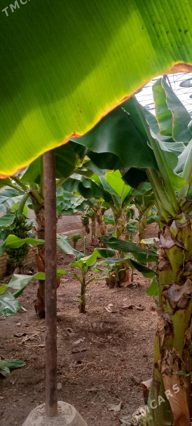 banan - Halaç - img 2