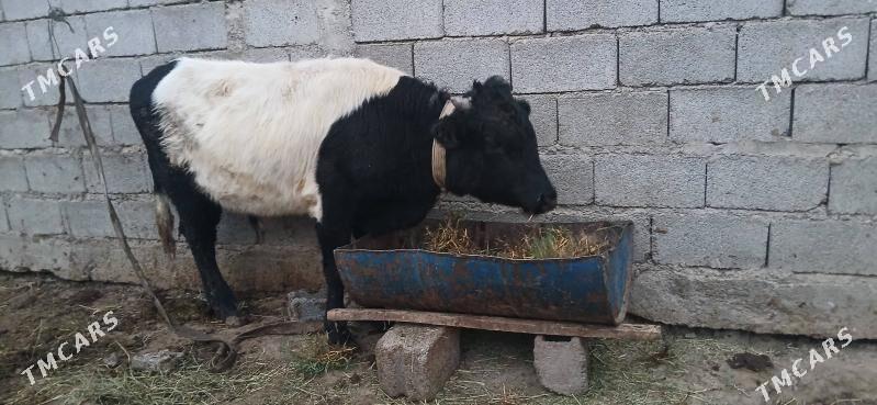 gole okuz - Büzmeýin - img 2